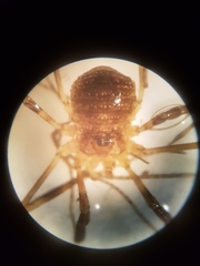 Oligolophus hanseni
