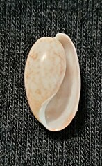 Bulla occidentalis