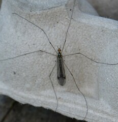 Nephrotoma flavipalpis