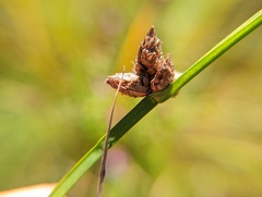 Schoenoplectus pungens