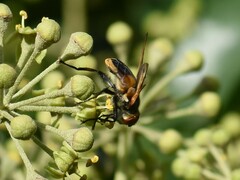 Phasia aurigera