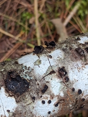 Biscogniauxia marginata