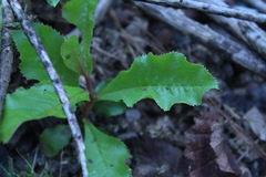 Escallonia pulverulenta