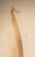 Oligolophus hanseni
