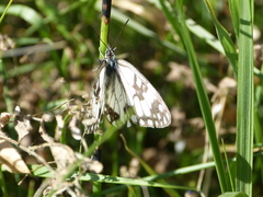 Melanargia occitanica