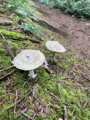 Amanita