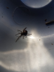 Steatoda nobilis