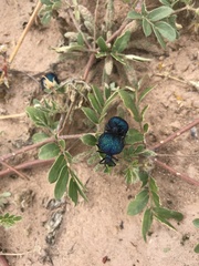 Cysteodemus wislizeni