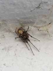 Zygiellinae