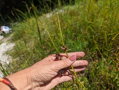 Schoenoplectus pungens