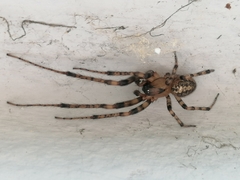 Zygiellinae
