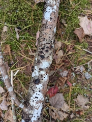 Biscogniauxia marginata