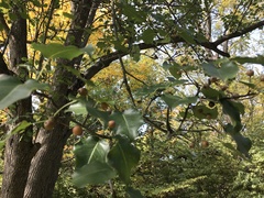 Pyrus