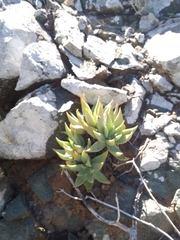 Dudleya albiflora
