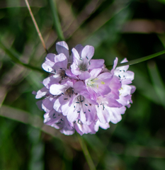 Armeria maritima