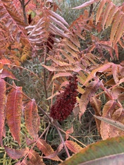 Rhus