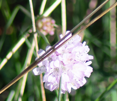 Armeria maritima
