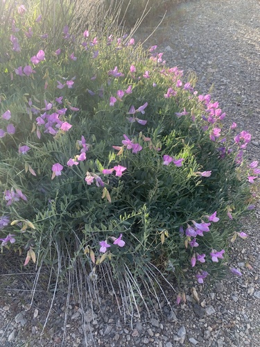Lathyrus brachycalyx var. brachycalyx