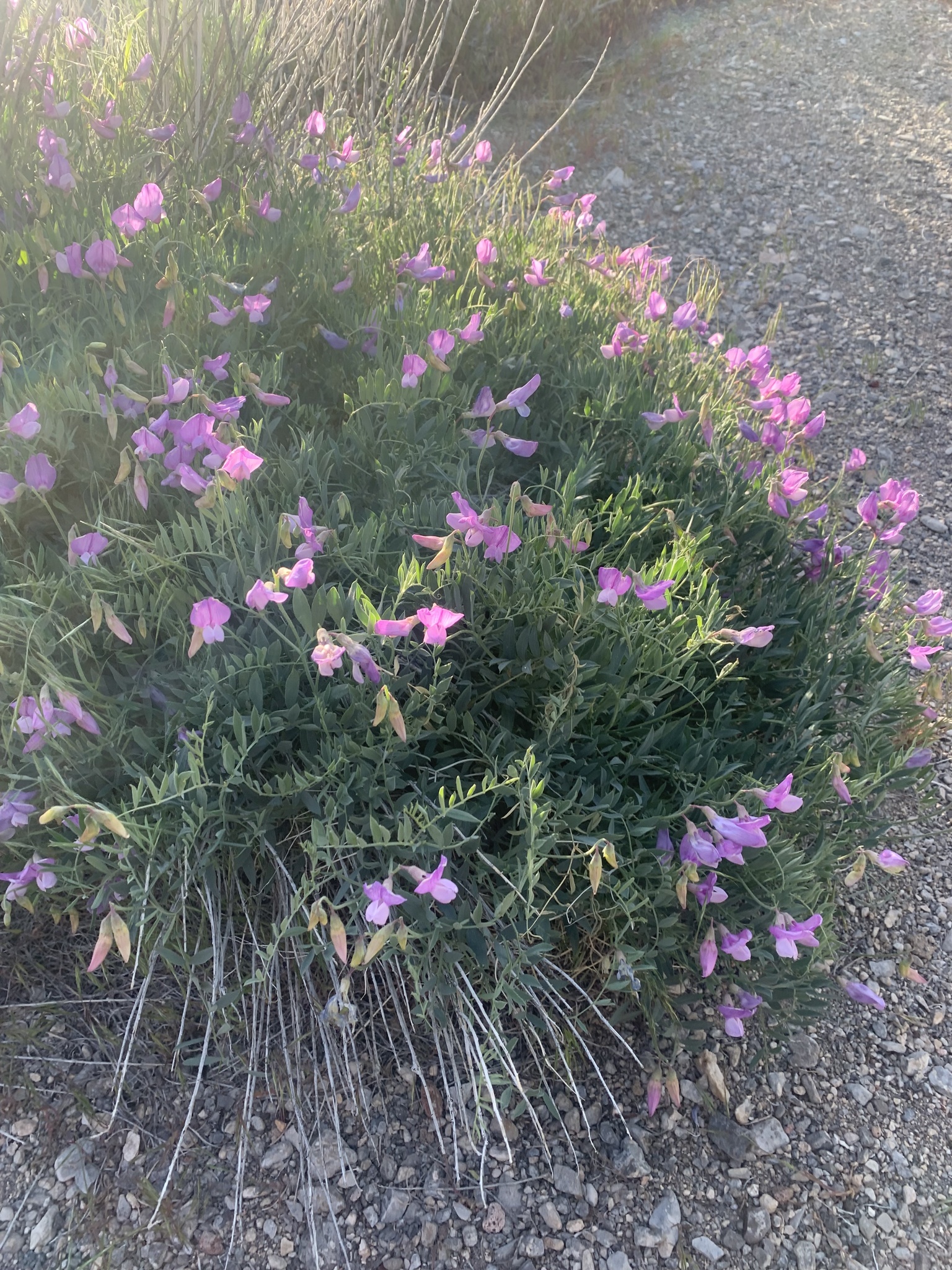Lathyrus brachycalyx var. brachycalyx