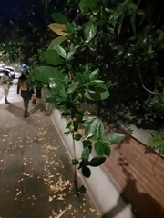 Laurus nobilis