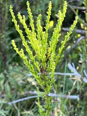 Solidago tortifolia
