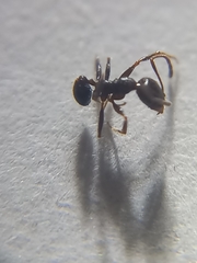 Pheidole wroughtonii