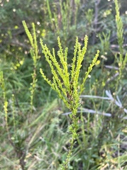 Solidago tortifolia