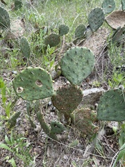 Opuntia gilvescens