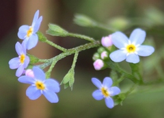 Myosotis scorpioides