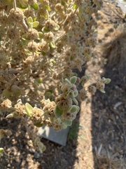 Pseudognaphalium stramineum