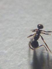 Pheidole wroughtonii