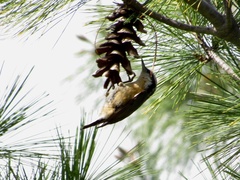 Sitta canadensis