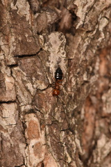 Crematogaster laeviuscula