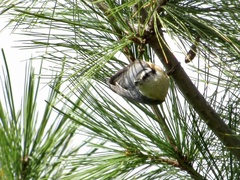Sitta canadensis