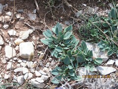 Anthyllis vulneraria