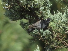 Sitta canadensis