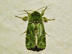 Nyodes acatharta
