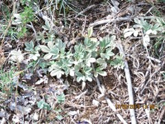 Potentilla cinerea