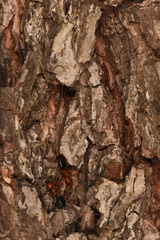 Crematogaster laeviuscula