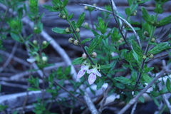 Teucrium bicolor