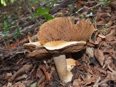 Cortinarius infractus