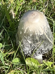 Coprinopsis atramentaria