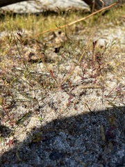 Drosera filiformis