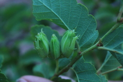 Nothofagus glauca