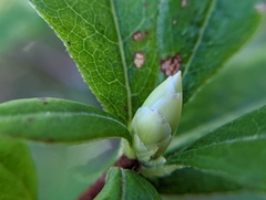 Rhododendron viscosum
