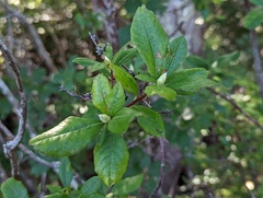 Rhododendron viscosum