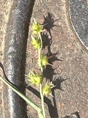 Cenchrus echinatus