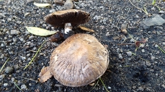 Agaricus sylvaticus