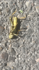 Melanoplus differentialis