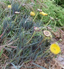 Conicosia pugioniformis